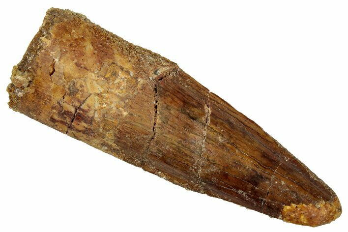 Fossil Spinosaurus Tooth - Real Dinosaur Tooth #329664